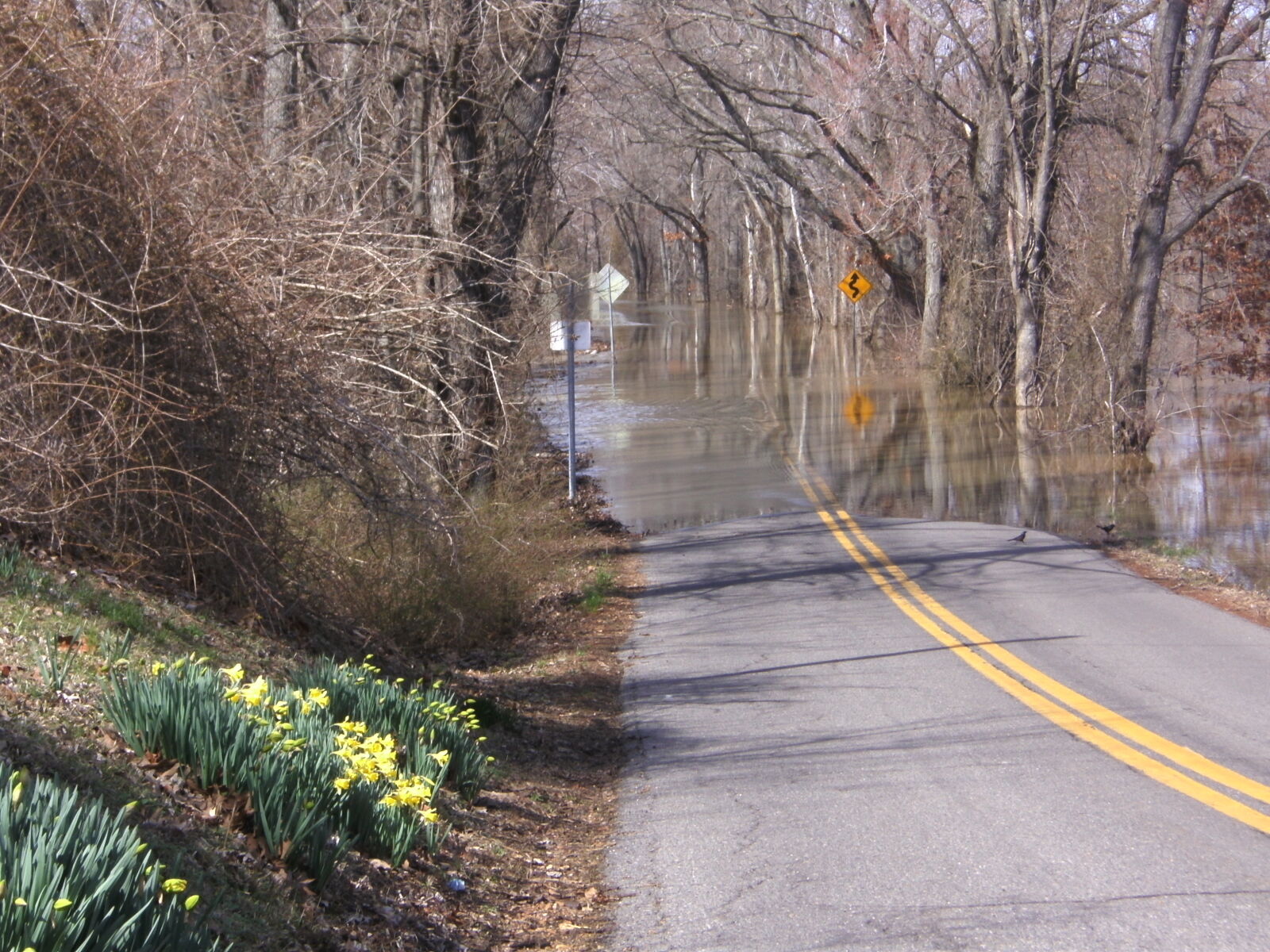 CAMERA 8MP-9HX sample photo. Flood, flowers, road, trees photography