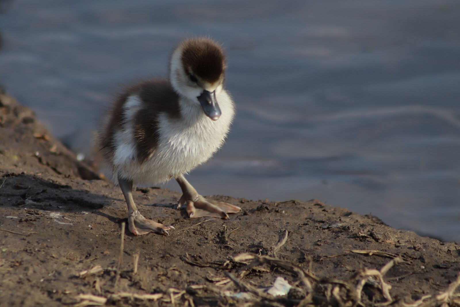Canon EOS 800D (EOS Rebel T7i / EOS Kiss X9i) sample photo. Chicks, goslings, young photography