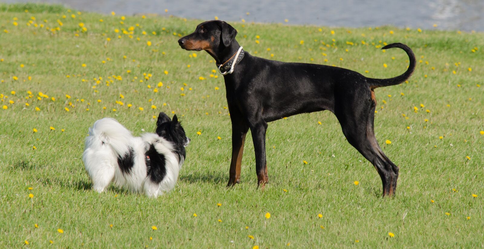 Nikon D5100 sample photo. Dog dogs pet, animal photography