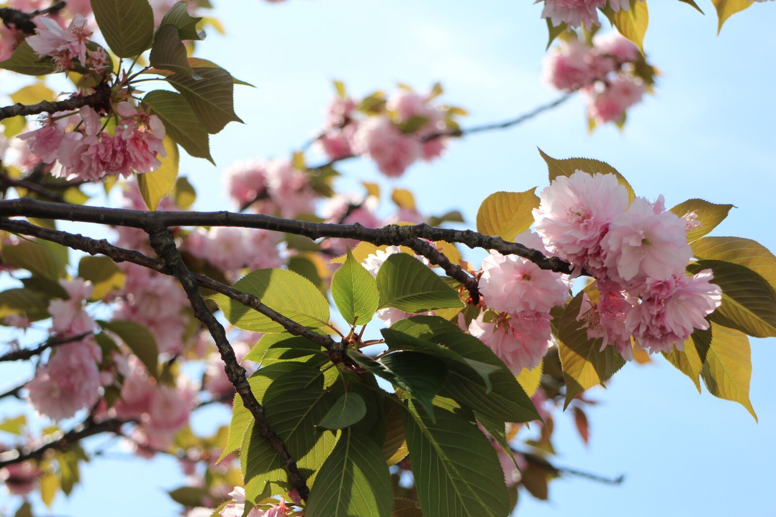 Canon EOS M2 sample photo. Cherry blossoms, natural, pink photography