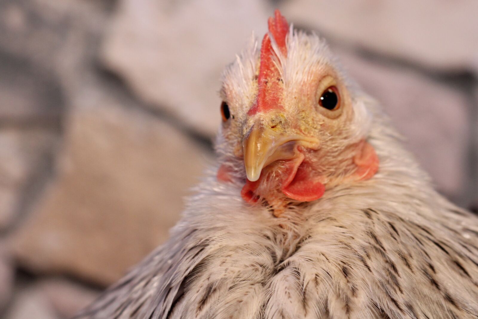 Canon EOS 2000D (EOS Rebel T7 / EOS Kiss X90 / EOS 1500D) sample photo. Chicken, hen, poultry photography