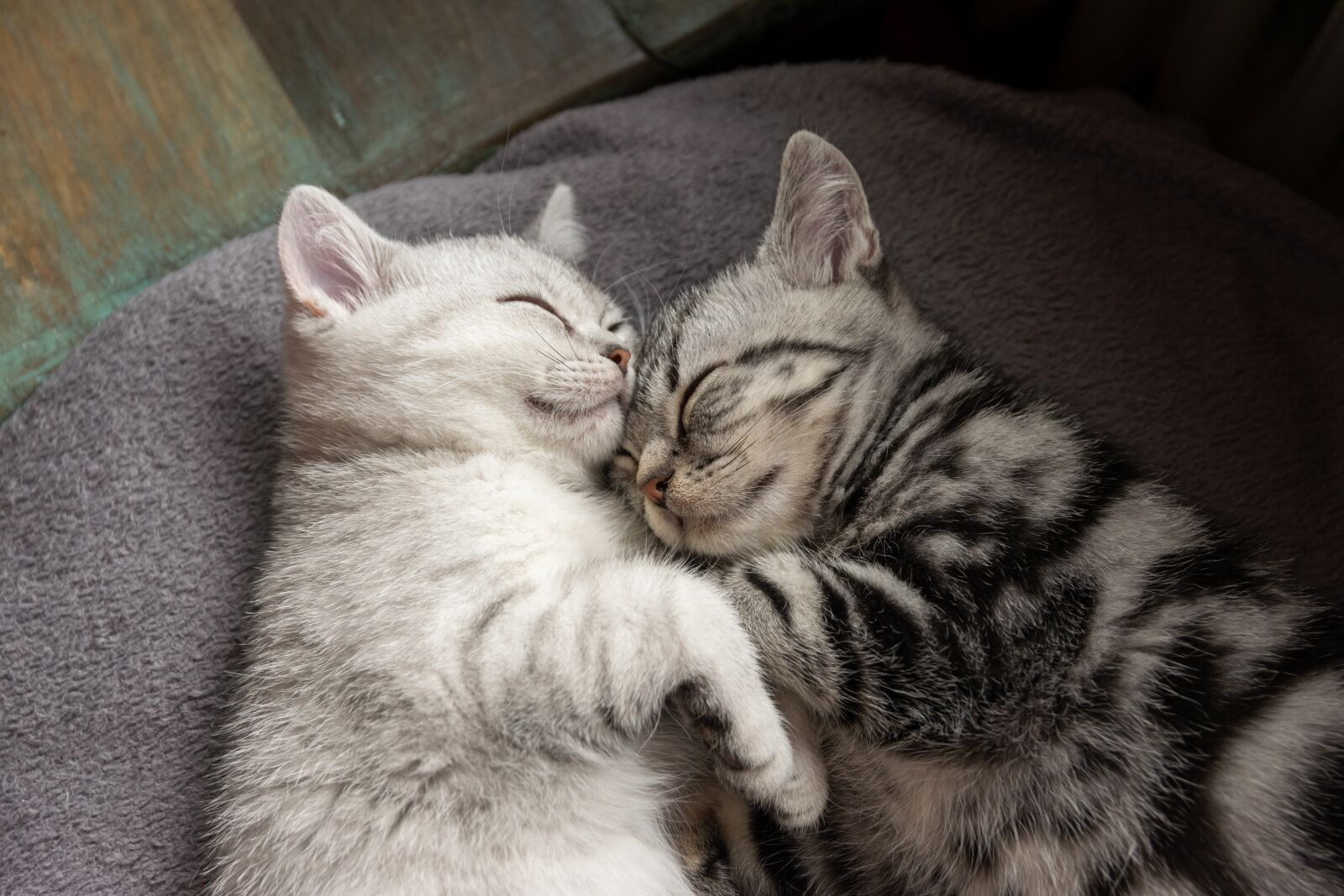 Nikon D5300 sample photo. Kitten, cat, pet photography