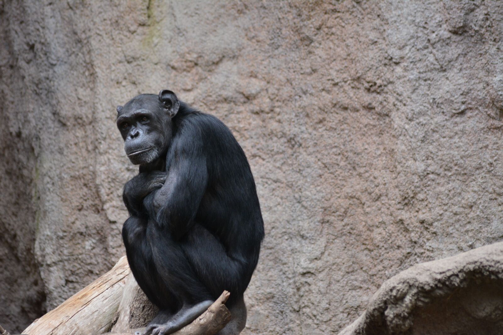 Nikon D5200 sample photo. Mammal, monkey, zoo photography
