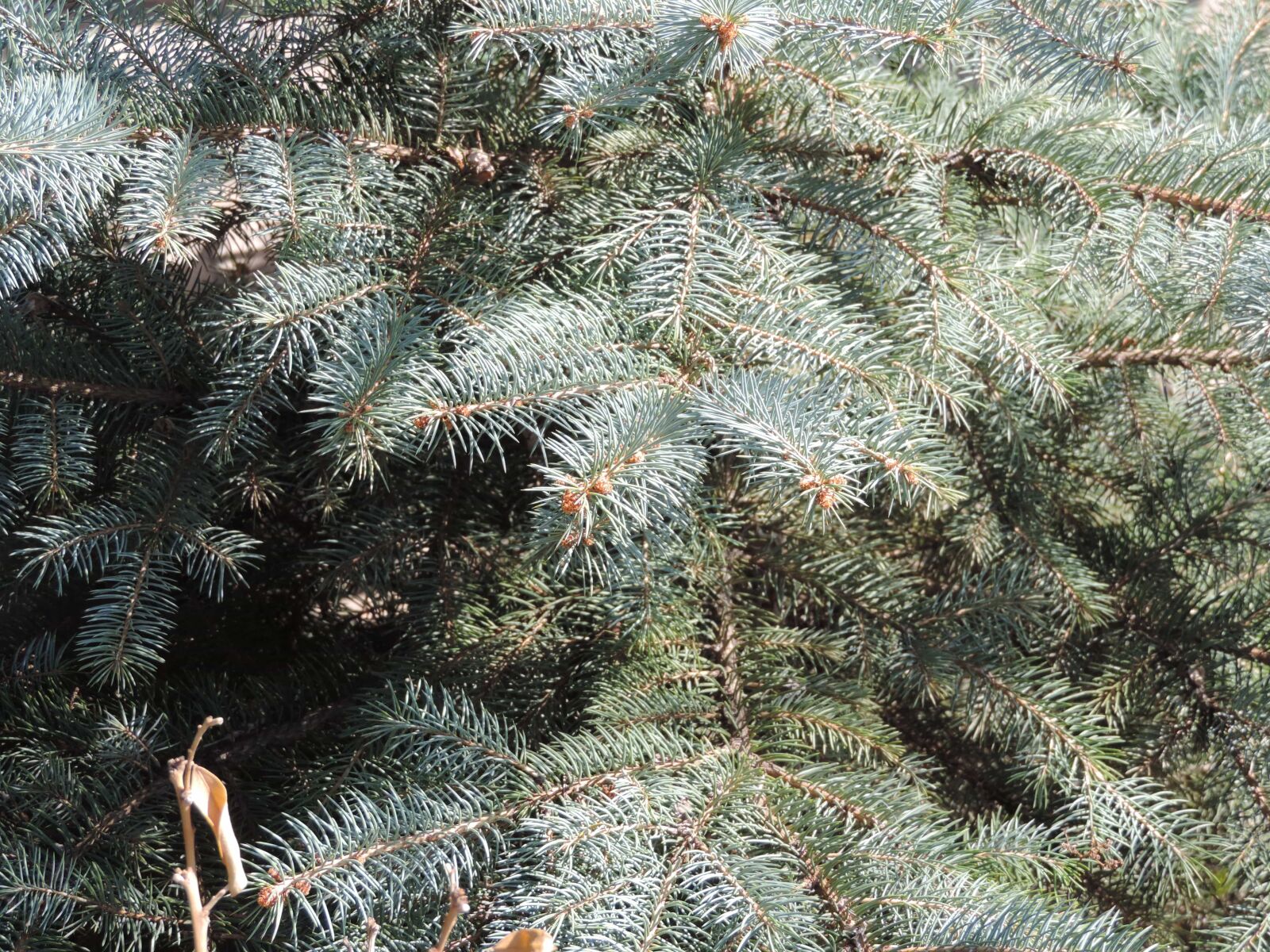 Nikon Coolpix P520 sample photo. Branches, spruce, conifer, winter photography