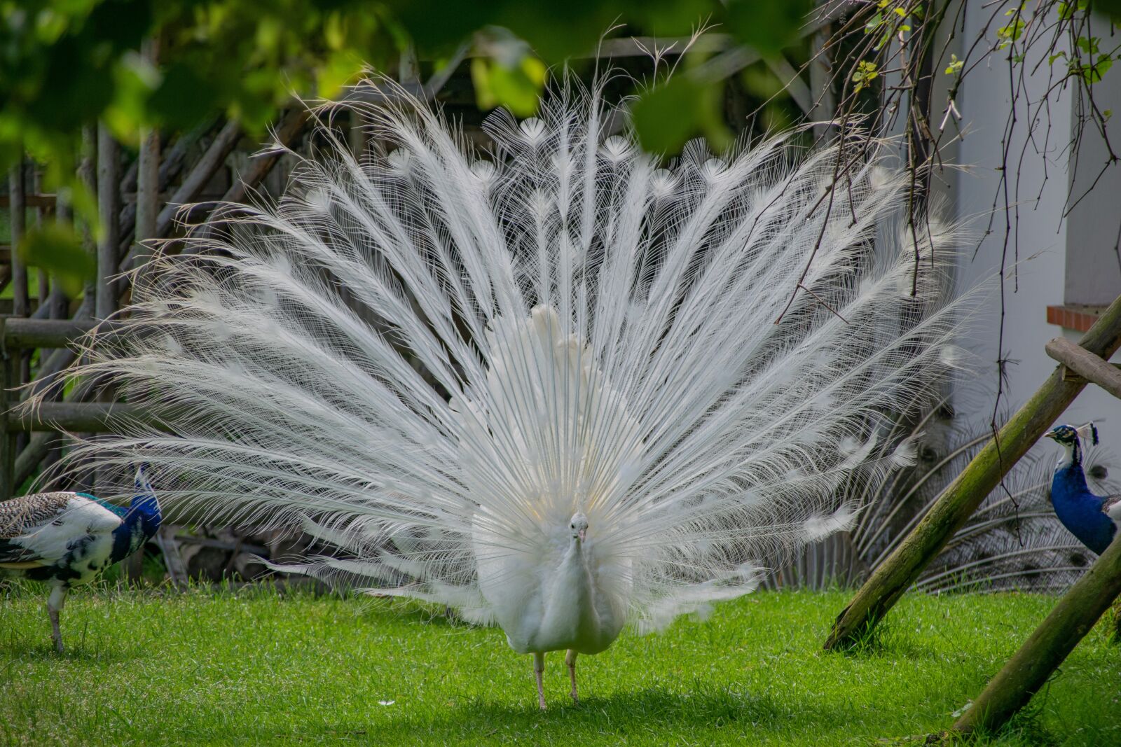 Nikon D5300 sample photo. Peacock, white, bird photography