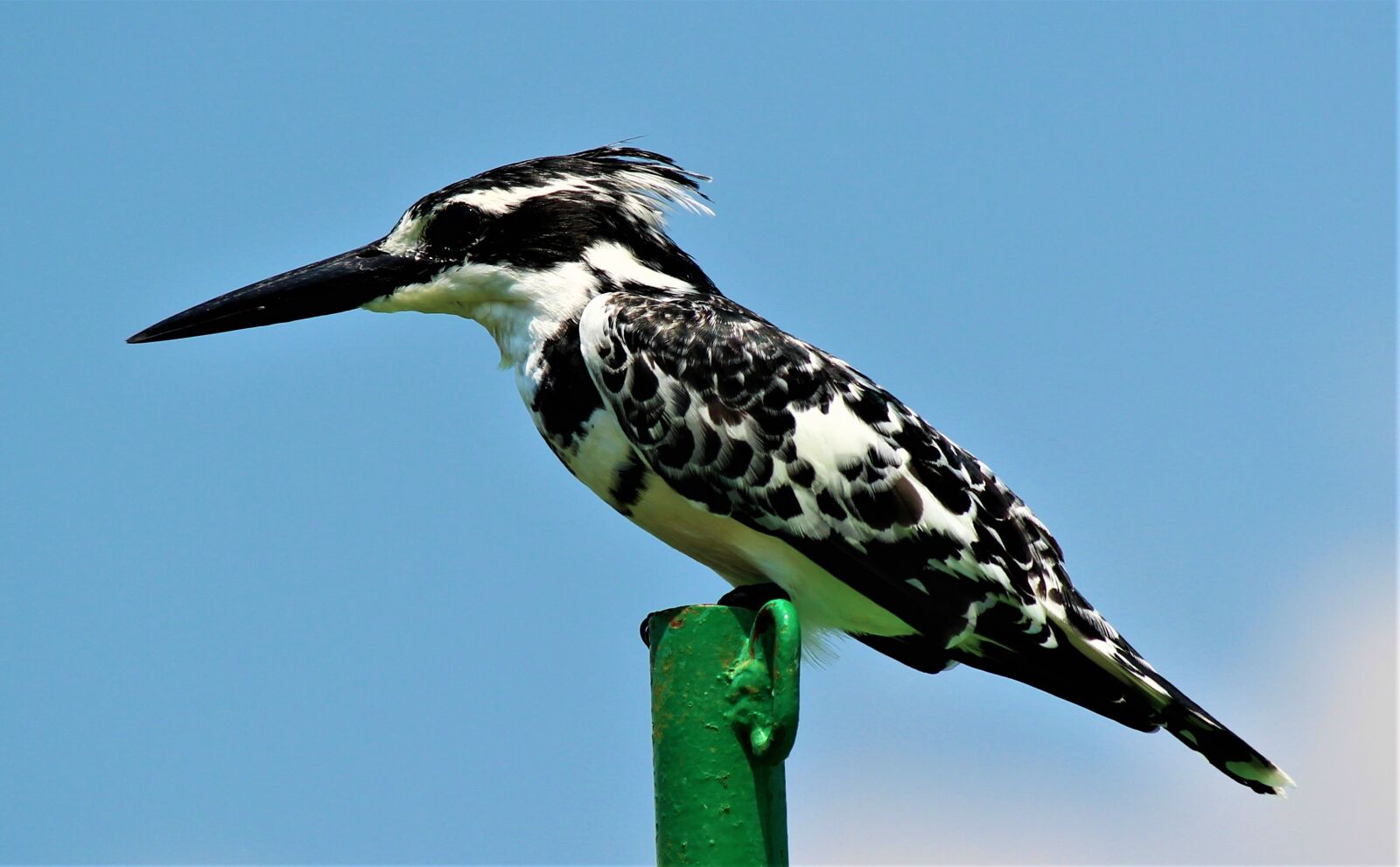Canon EOS 600D (Rebel EOS T3i / EOS Kiss X5) sample photo. Bird, animal world, nature photography
