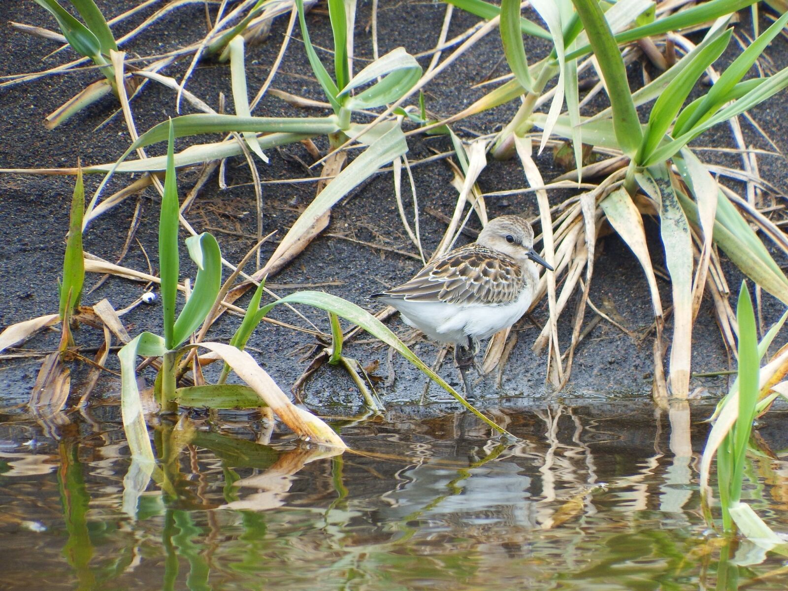 Fujifilm FinePix S1 sample photo. Kulik, bird, swamp photography