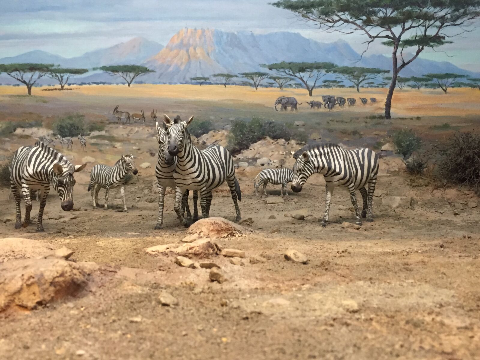 Apple iPhone 6 sample photo. Zebras, in, sahara photography