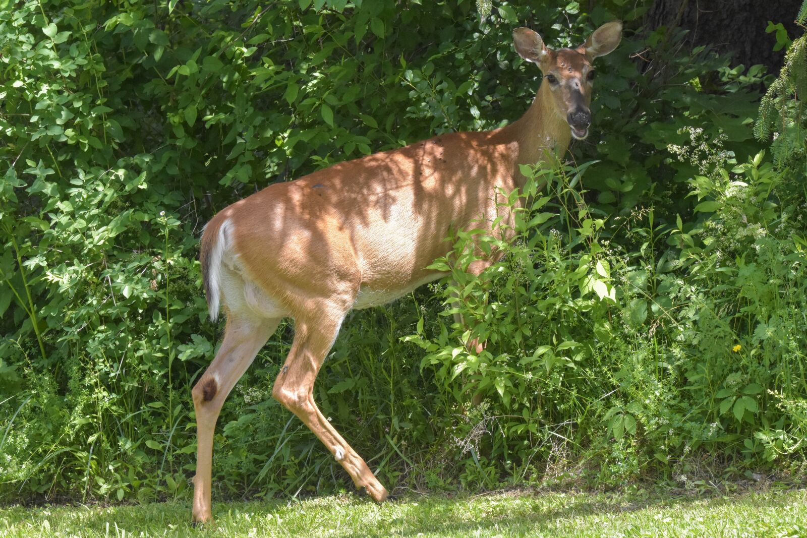 Nikon D3400 sample photo. Animals, wildlife, nature photography