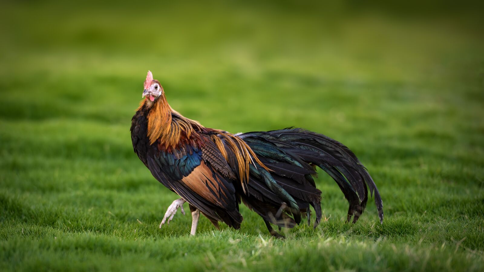 Nikon D810 sample photo. Rooster, phoenix rooster, chicken photography