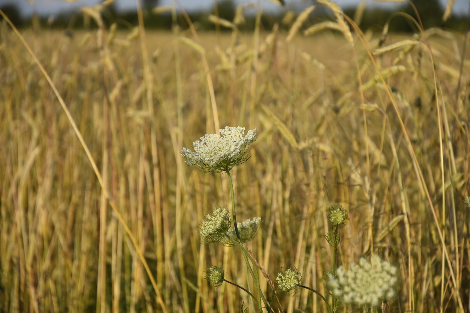 Nikon D7200 sample photo. Corn, fields, weed photography