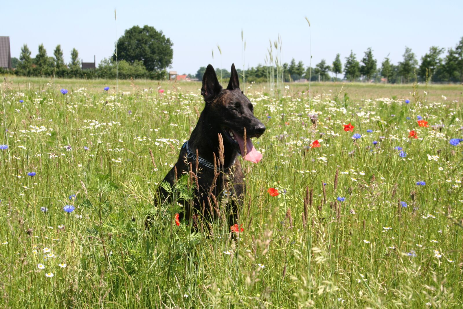 Canon EOS 350D (EOS Digital Rebel XT / EOS Kiss Digital N) sample photo. Dutch shepherd, dog, shepherd photography