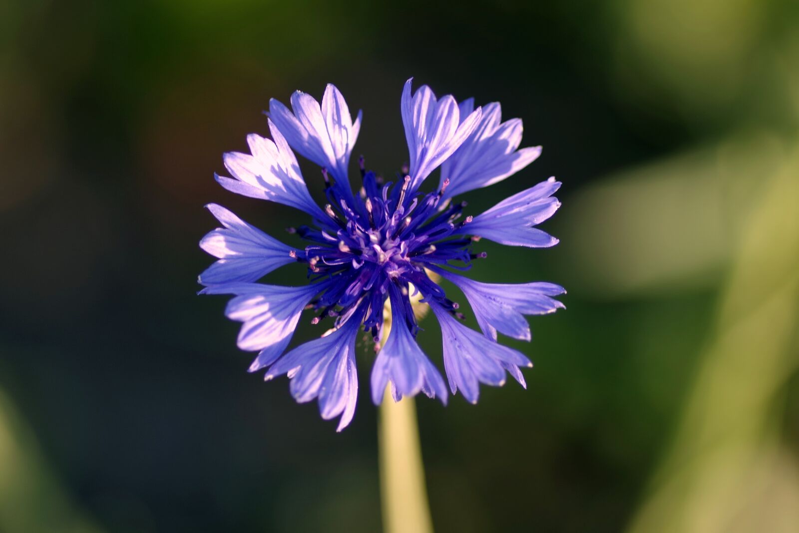 Pentax K-S2 sample photo. Cornflower, bluebottle, blue photography