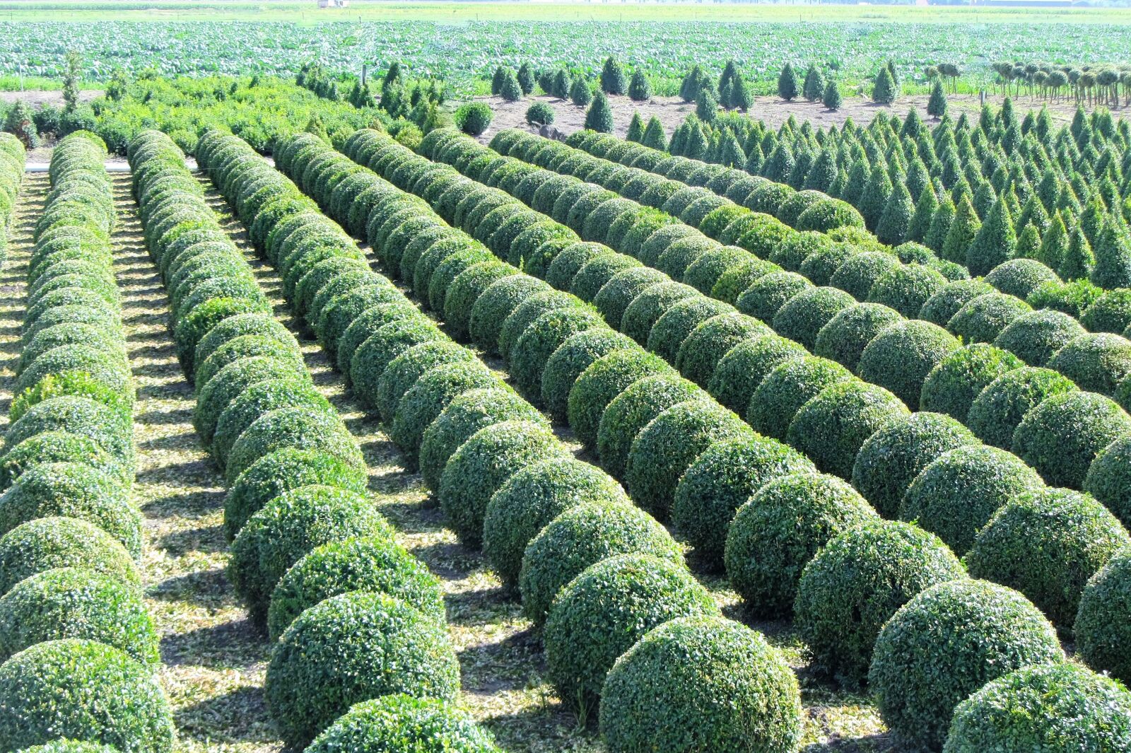 Canon PowerShot SX220 HS sample photo. Buxus, nursery, boxwood nursery photography