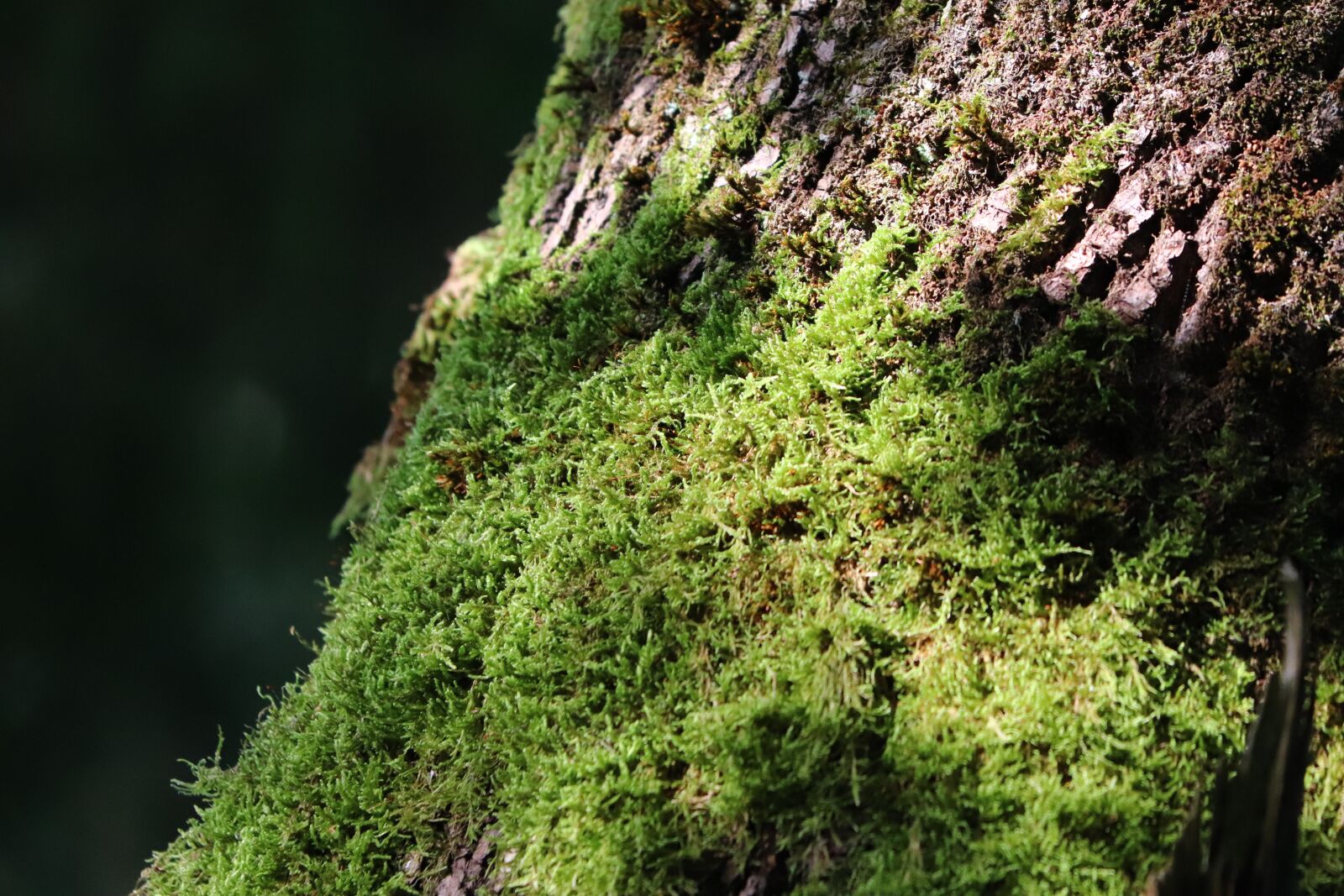 Canon EF 70-300 F4-5.6 IS II USM sample photo. Moss, green, tree photography