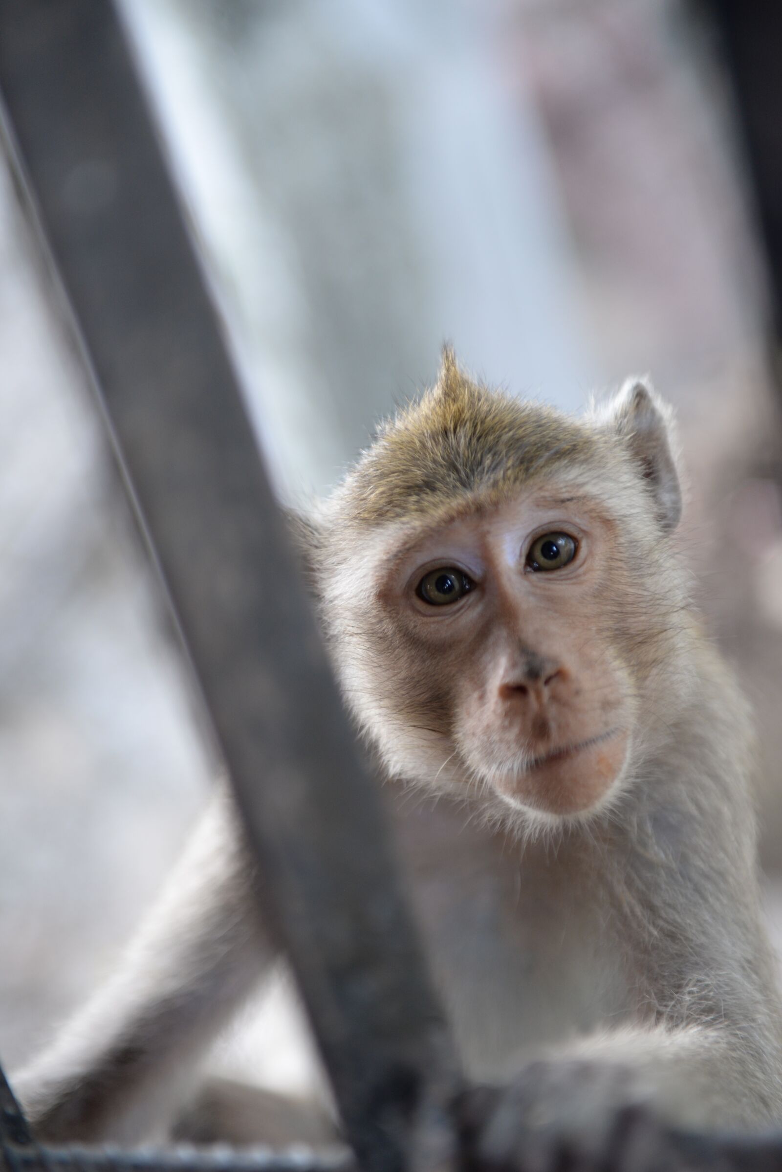 Nikon D610 sample photo. Monkey, curious, animals photography