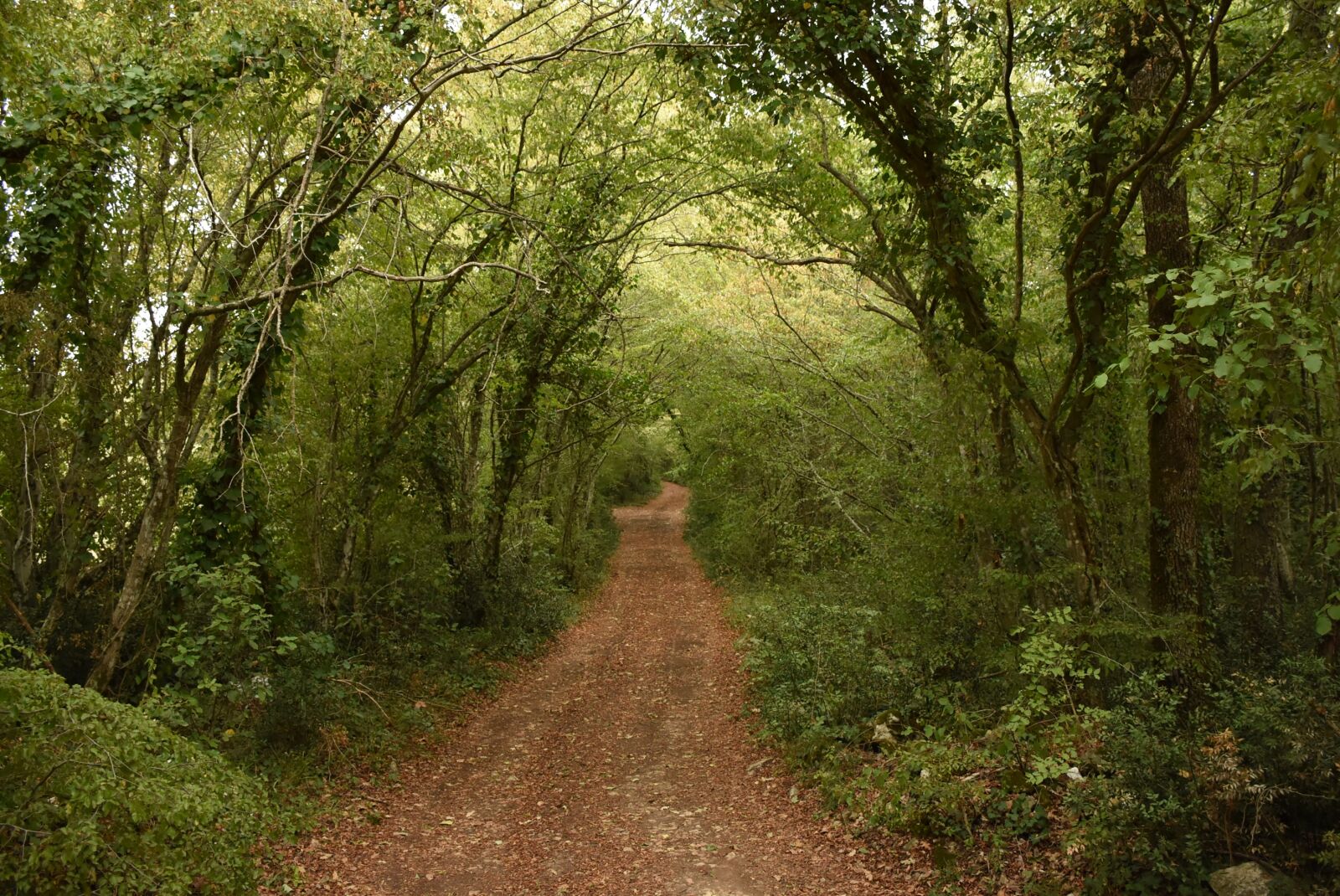 Nikon D7200 sample photo. Trees, away, gravel road photography