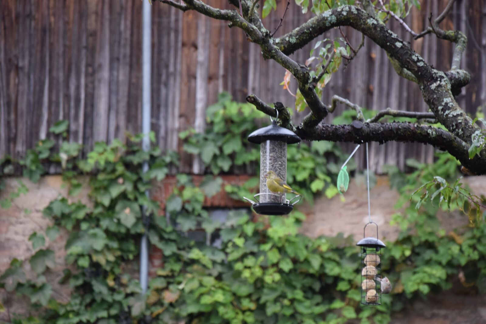 Nikon D5300 sample photo. Greenfinch, garden bird, birds photography