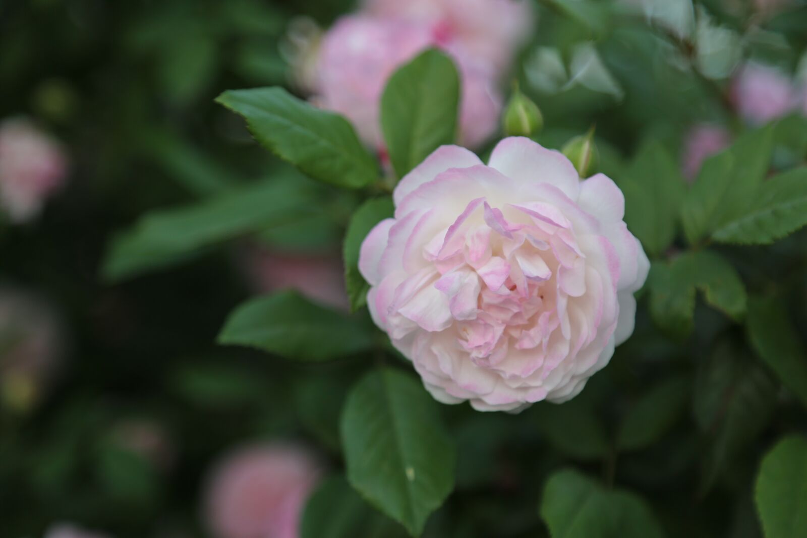 Canon EF 24-105mm F4L IS USM sample photo. Rose, pinkish rose, flower photography