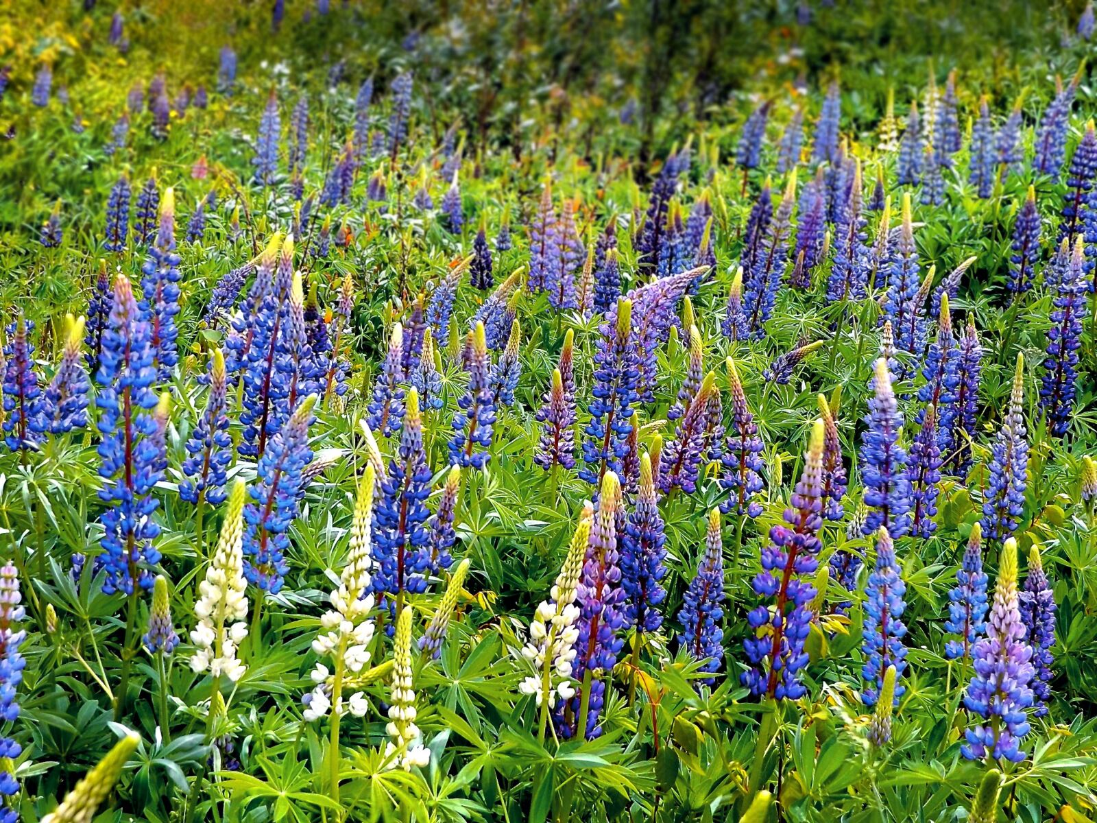 Fujifilm FinePix S8600 sample photo. Lupins, field, meadow photography