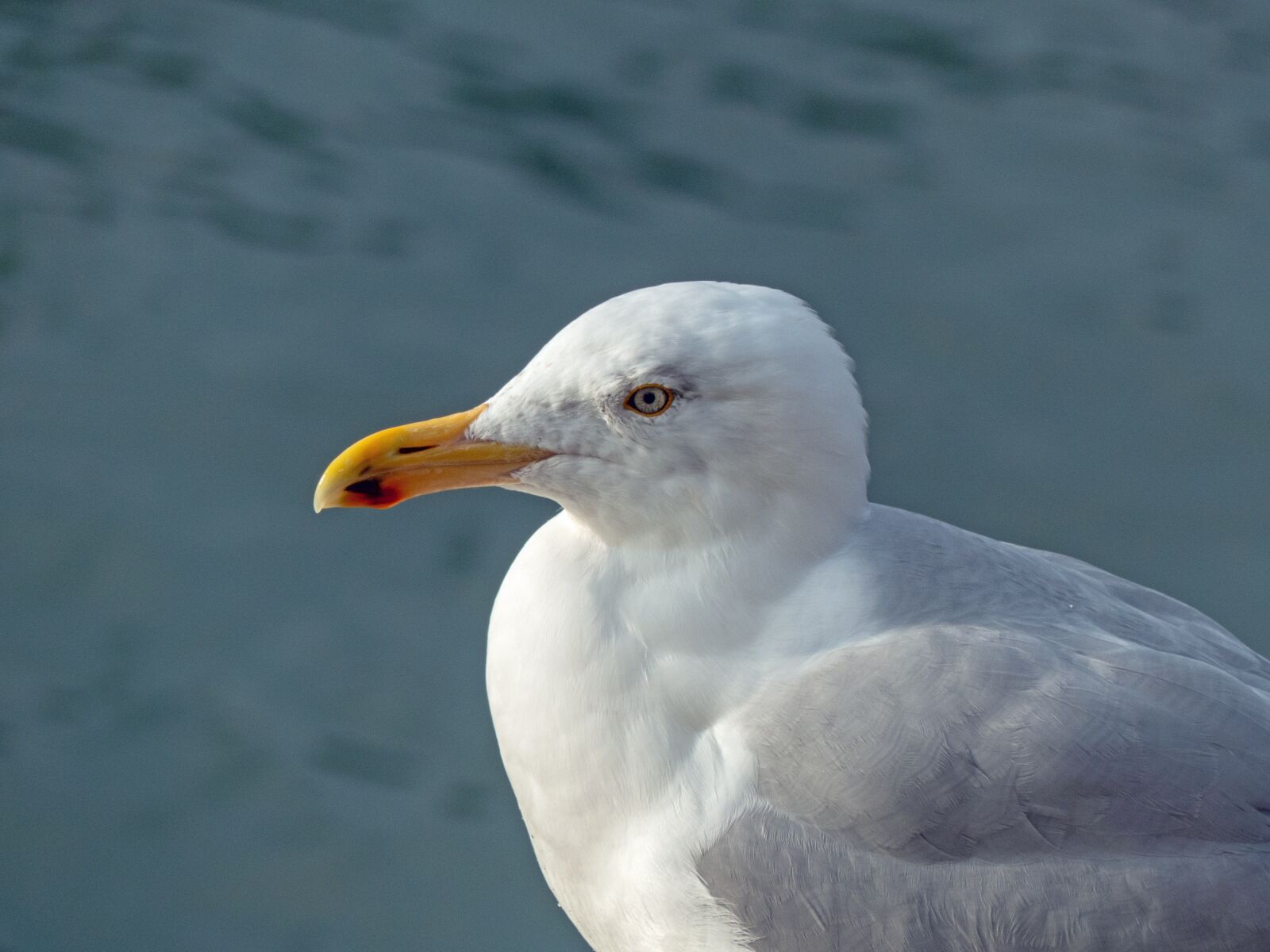 Panasonic Lumix DMC-FZ200 sample photo. Seagull, bird, sea photography