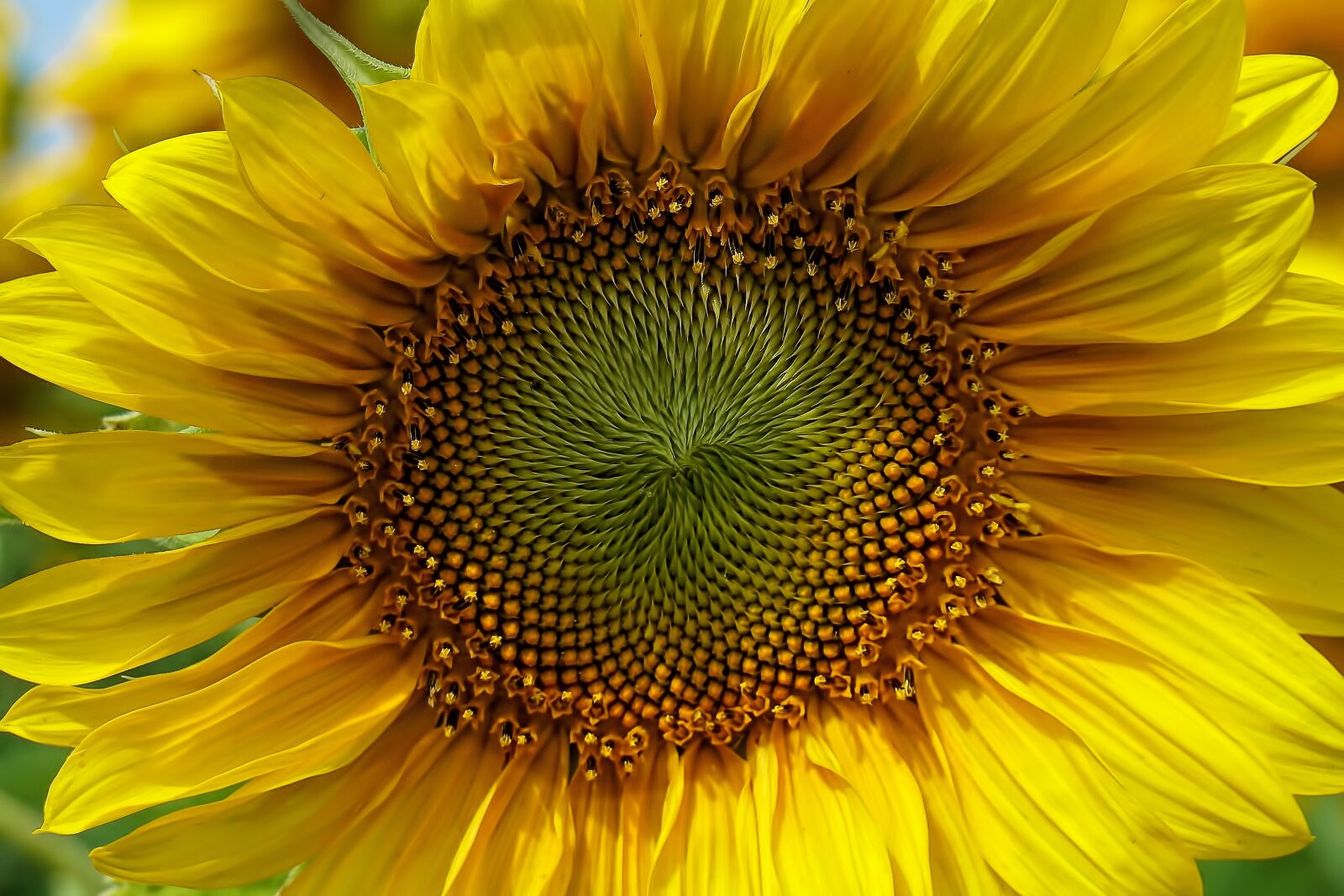 Sony a6300 sample photo. Sunflower, flower, macro photography