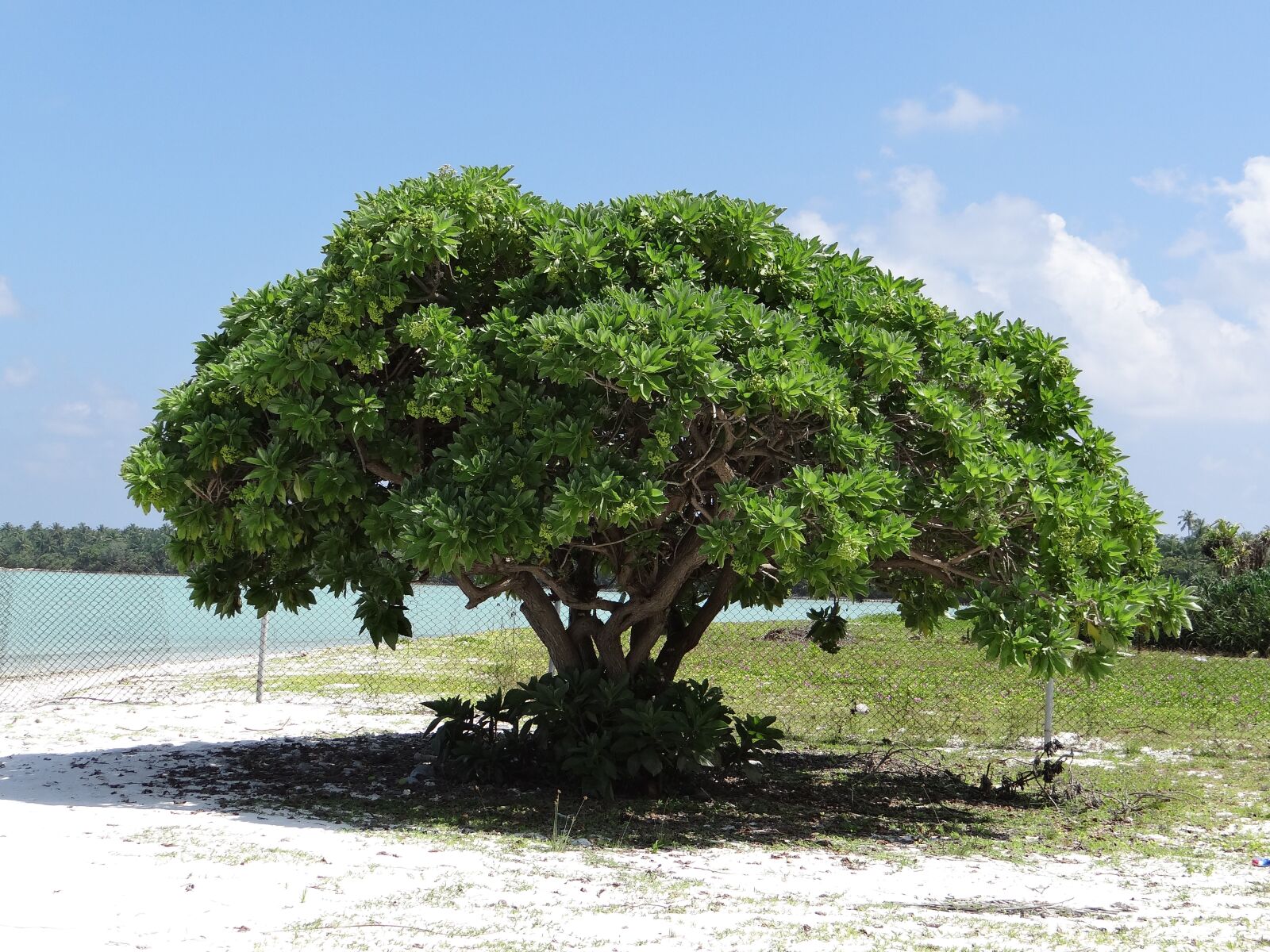 Sony DSC-HX200V sample photo. Tree, sea beach, sea photography