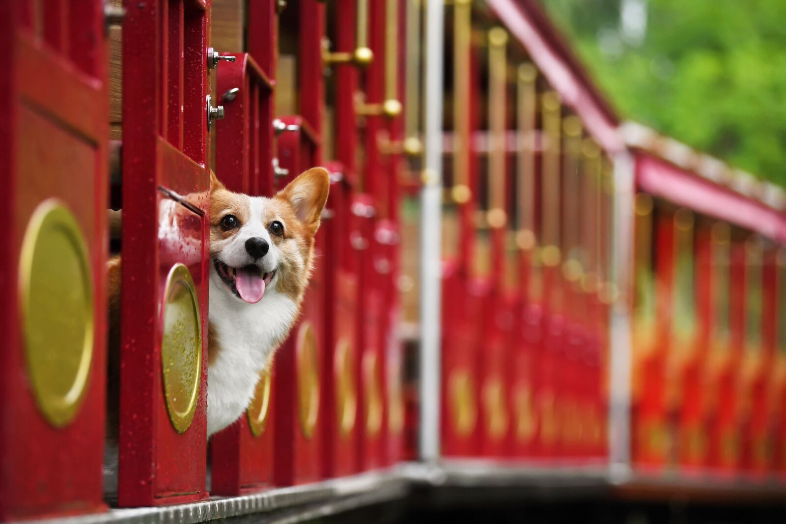 Nikon D5 sample photo. Pets, dog, corgi photography