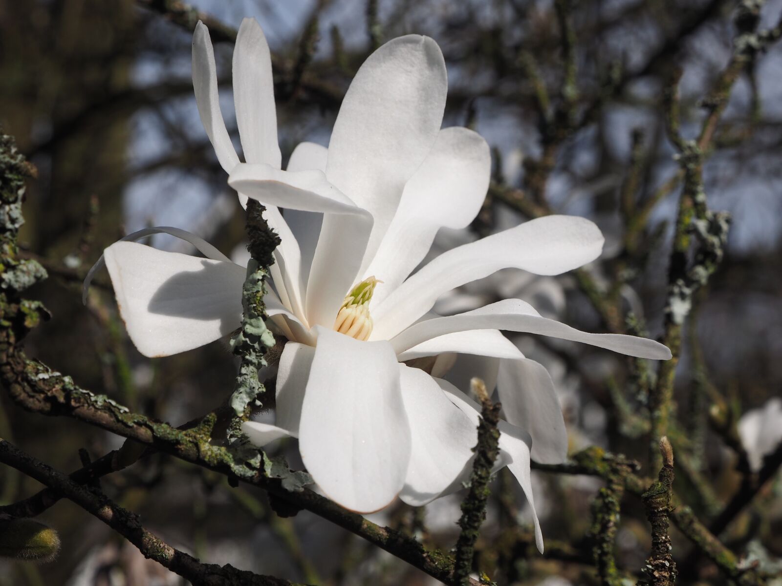 Olympus OM-D E-M1 + OLYMPUS M.12-50mm F3.5-6.3 sample photo. Magnolia, white, spring photography