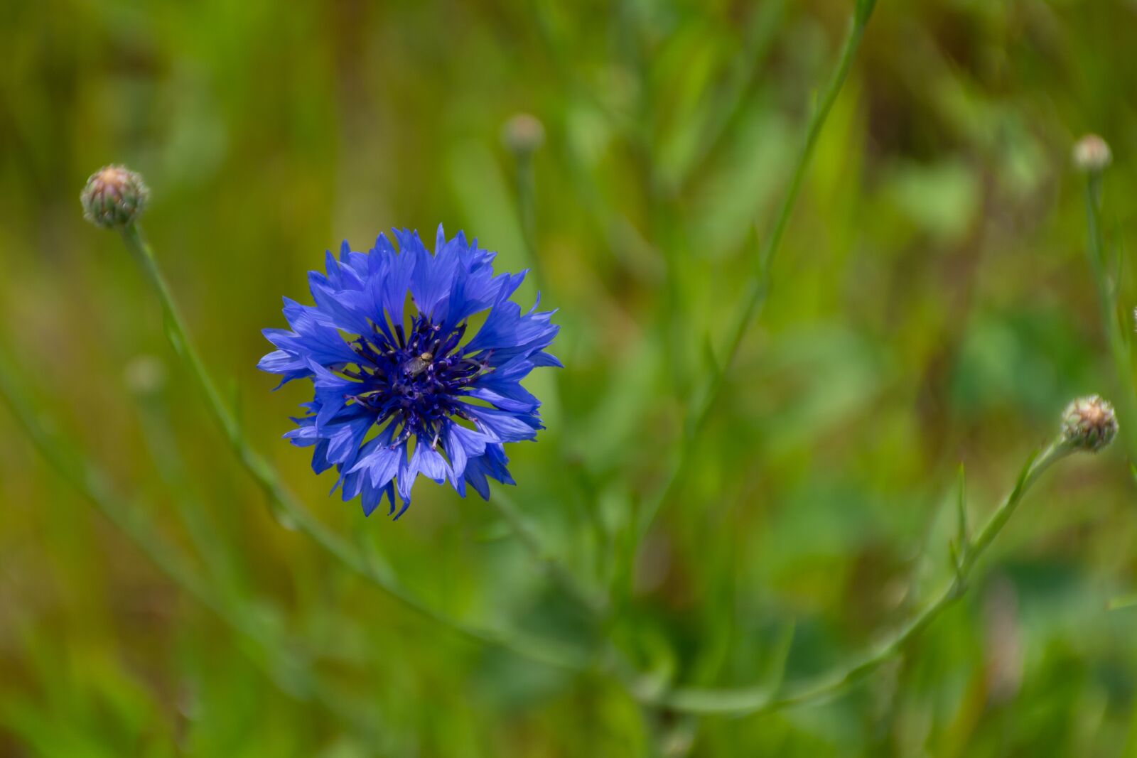 Nikon D7200 sample photo. Nature, flower, spring photography