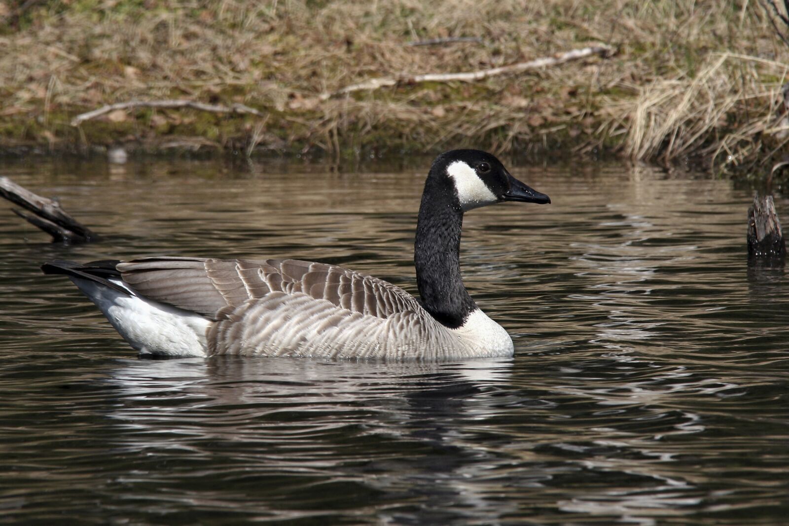 Canon EOS 20D sample photo. Water, the nature of photography