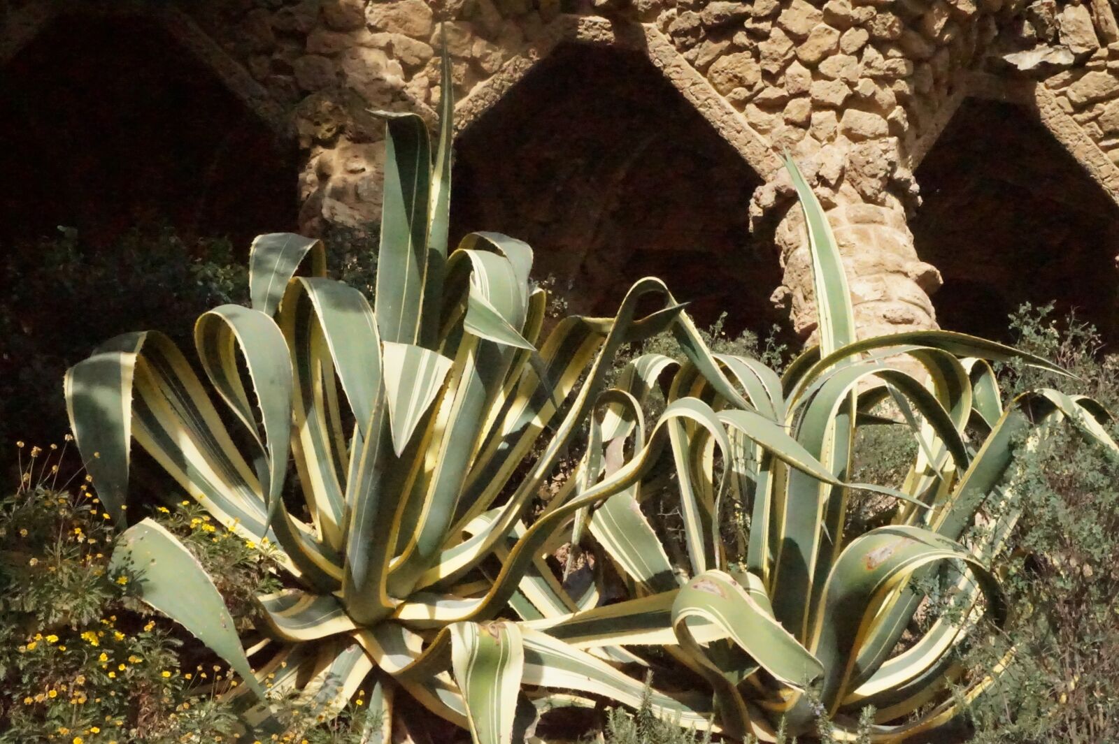 Sony Alpha a5000 (ILCE 5000) sample photo. Cactus, plant, spain photography