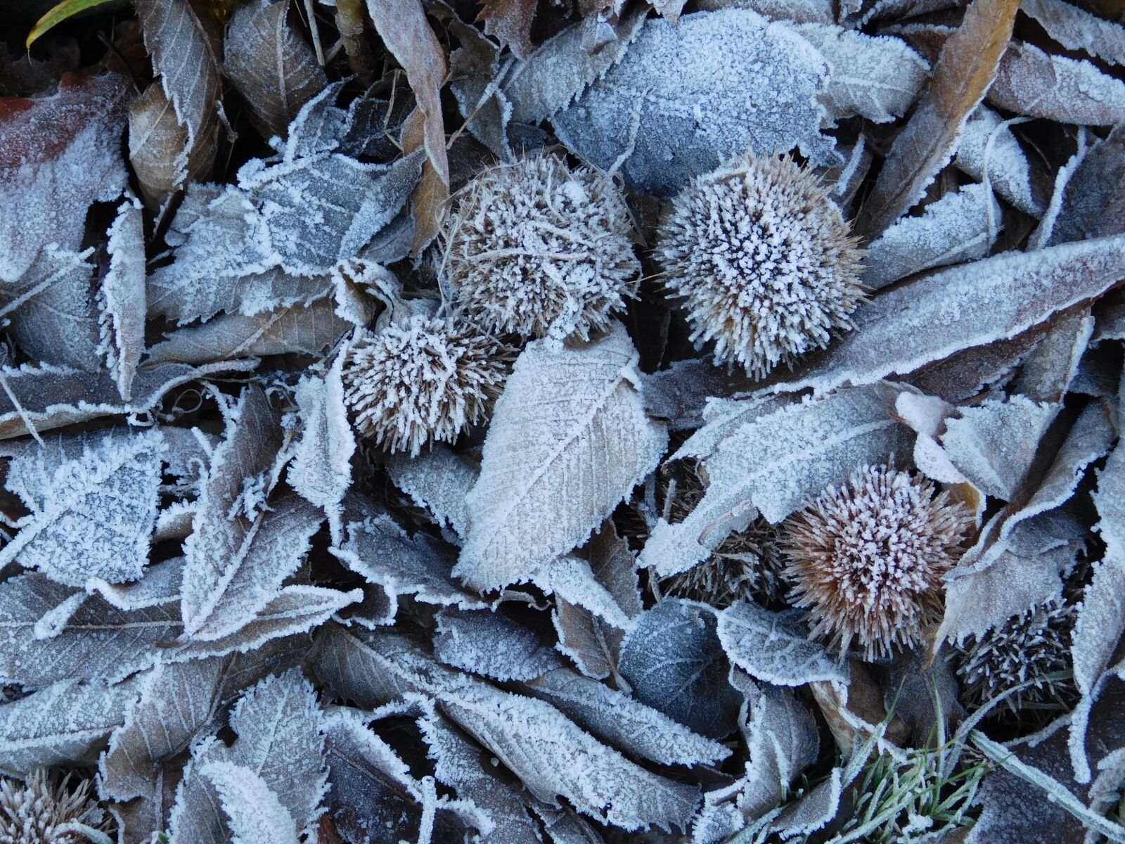 Nikon Coolpix L840 sample photo. Frost, forest, nature photography