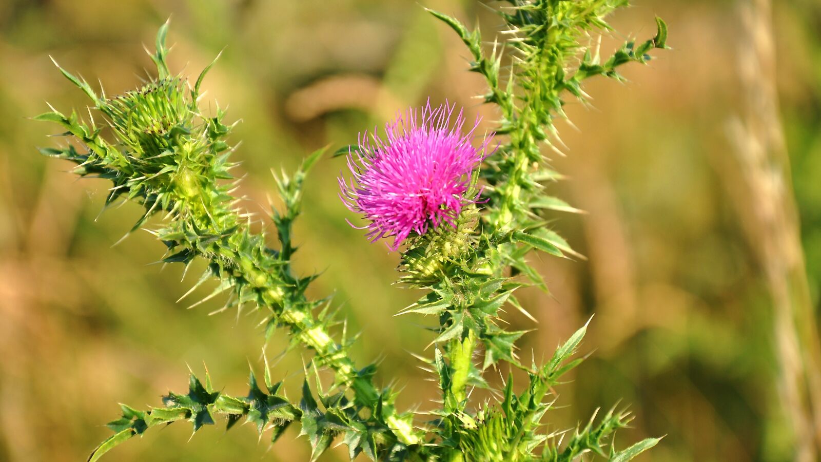 Nikon D90 sample photo. Szam rt vis, wildflower photography
