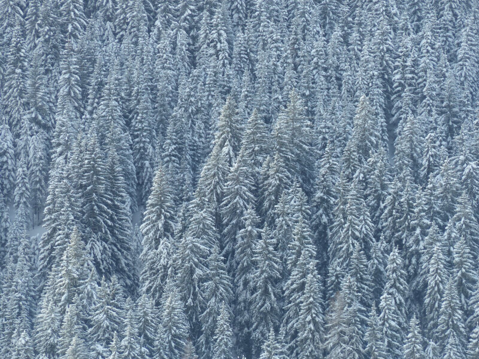 Panasonic Lumix DMC-FZ200 sample photo. Forest, snow, winter photography