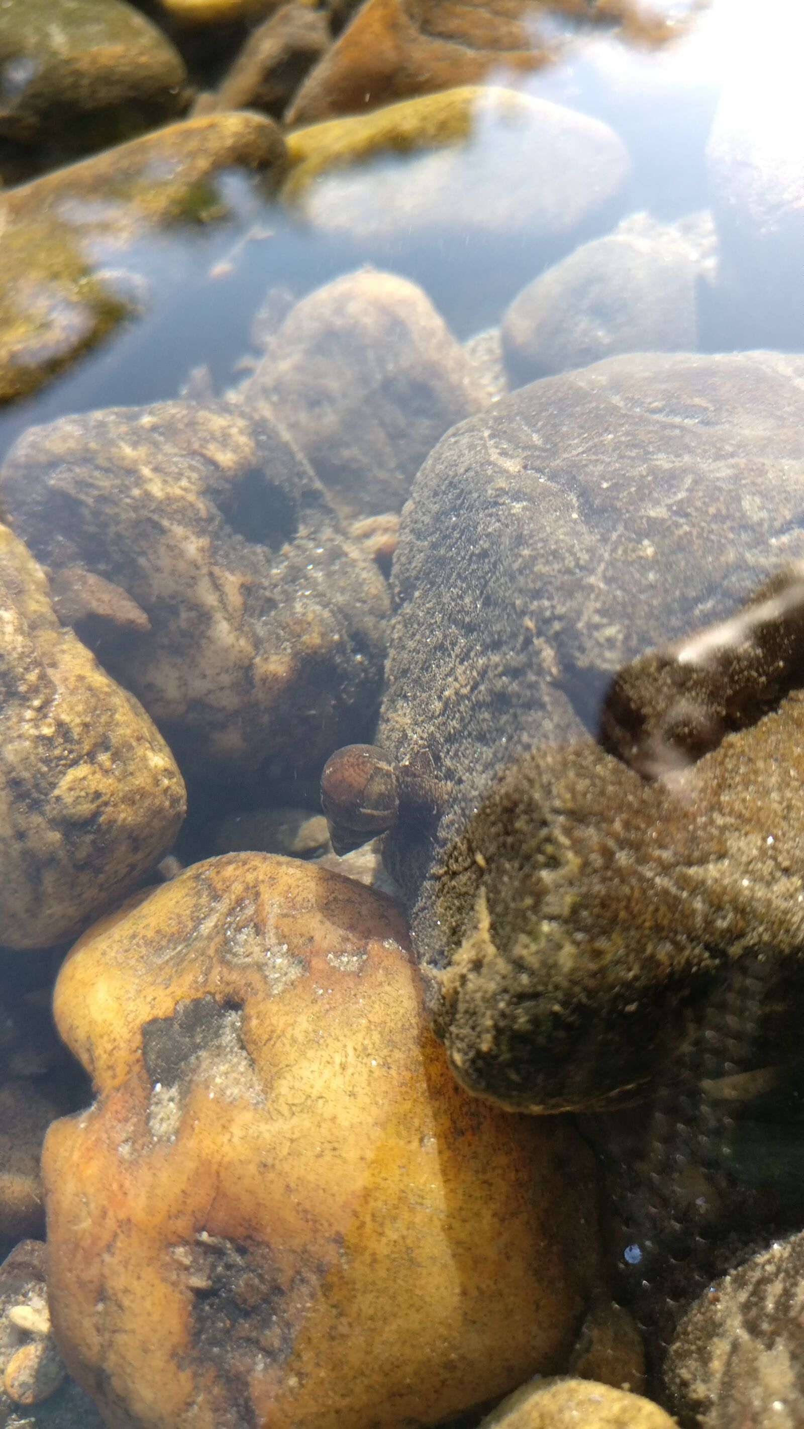 OnePlus A3003 sample photo. Pebbles, river, snail, underwater photography