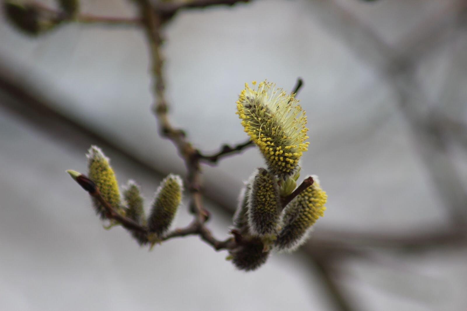 Canon EOS 1200D (EOS Rebel T5 / EOS Kiss X70 / EOS Hi) sample photo. Tree, nature, outdoors photography