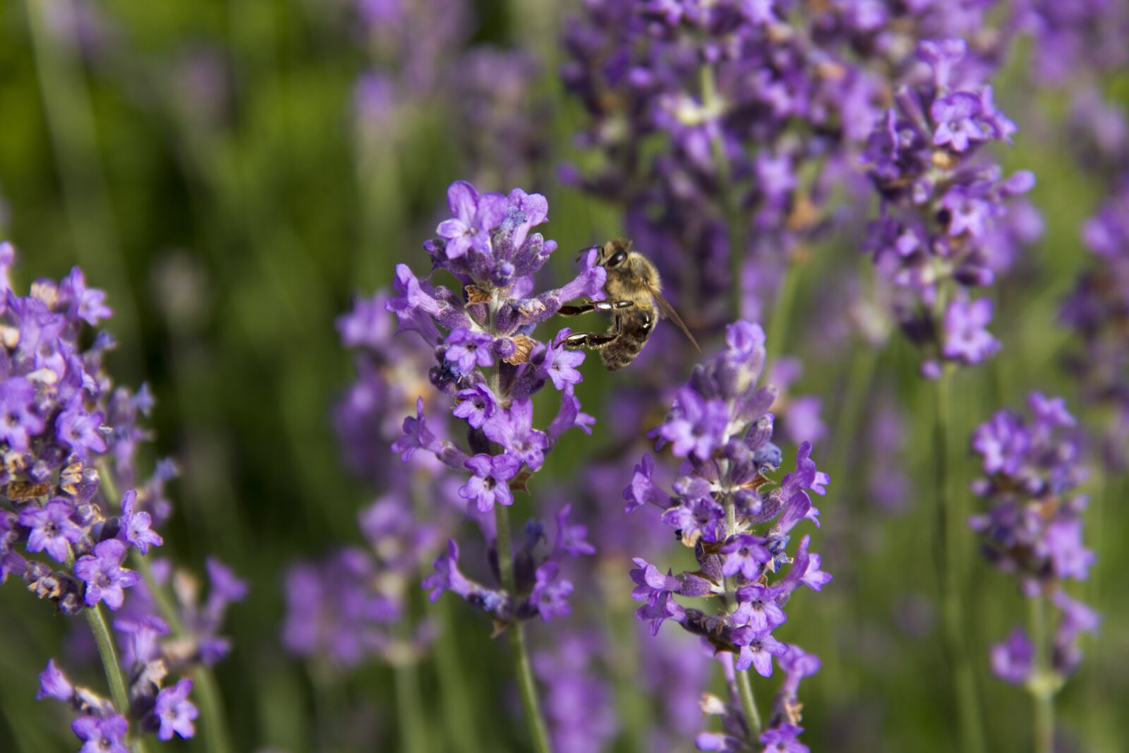 Canon EOS 600D (Rebel EOS T3i / EOS Kiss X5) + Canon EF-S 18-135mm F3.5-5.6 IS sample photo. Lavender, bee, summer photography