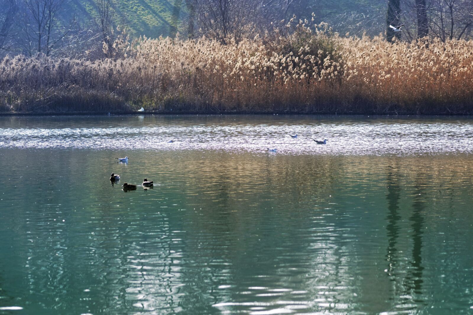 Nikon D5300 sample photo. Landscape, nature, lake photography