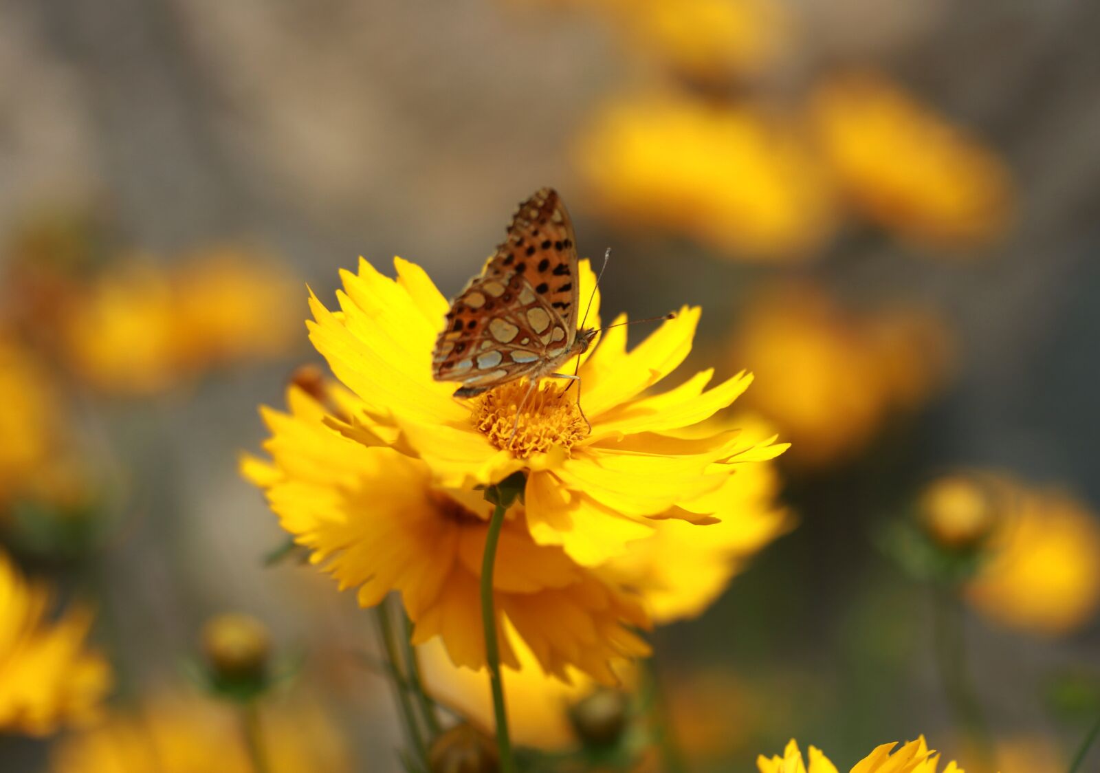 Canon EF-S 60mm F2.8 Macro USM sample photo. Butterfly, flower, yellow photography