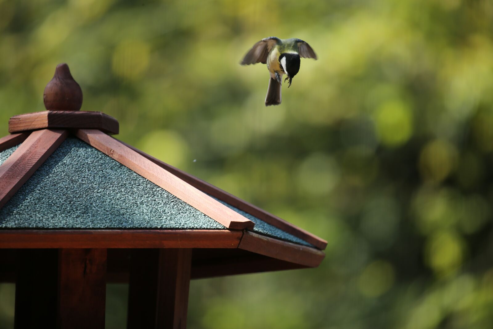 Canon EOS 5D Mark III sample photo. Bird, tit, animal photography