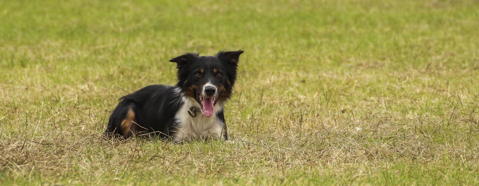 Canon EOS 600D (Rebel EOS T3i / EOS Kiss X5) sample photo. Dog, border collie, animal photography