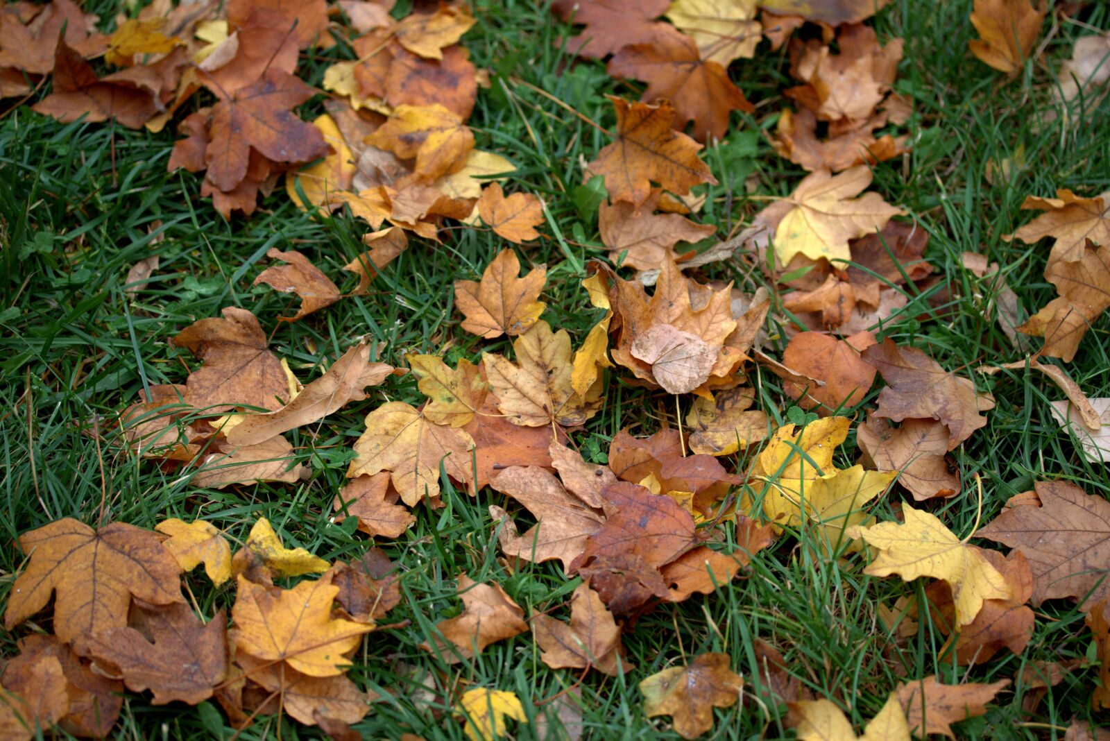 Canon EF-S 60mm F2.8 Macro USM sample photo. Leaves, dry, yellow photography