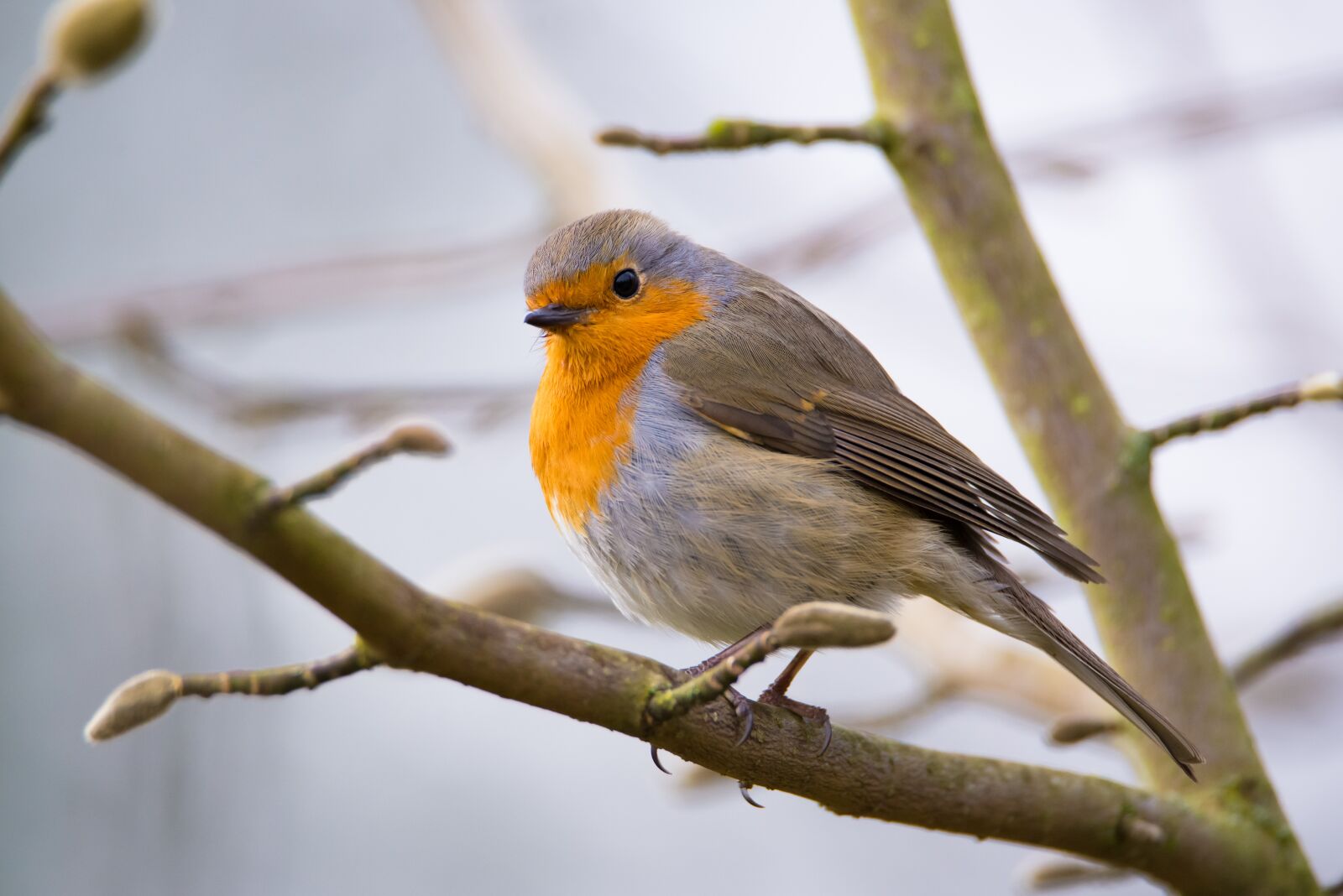 Nikon D600 sample photo. Robin, bird, nature photography