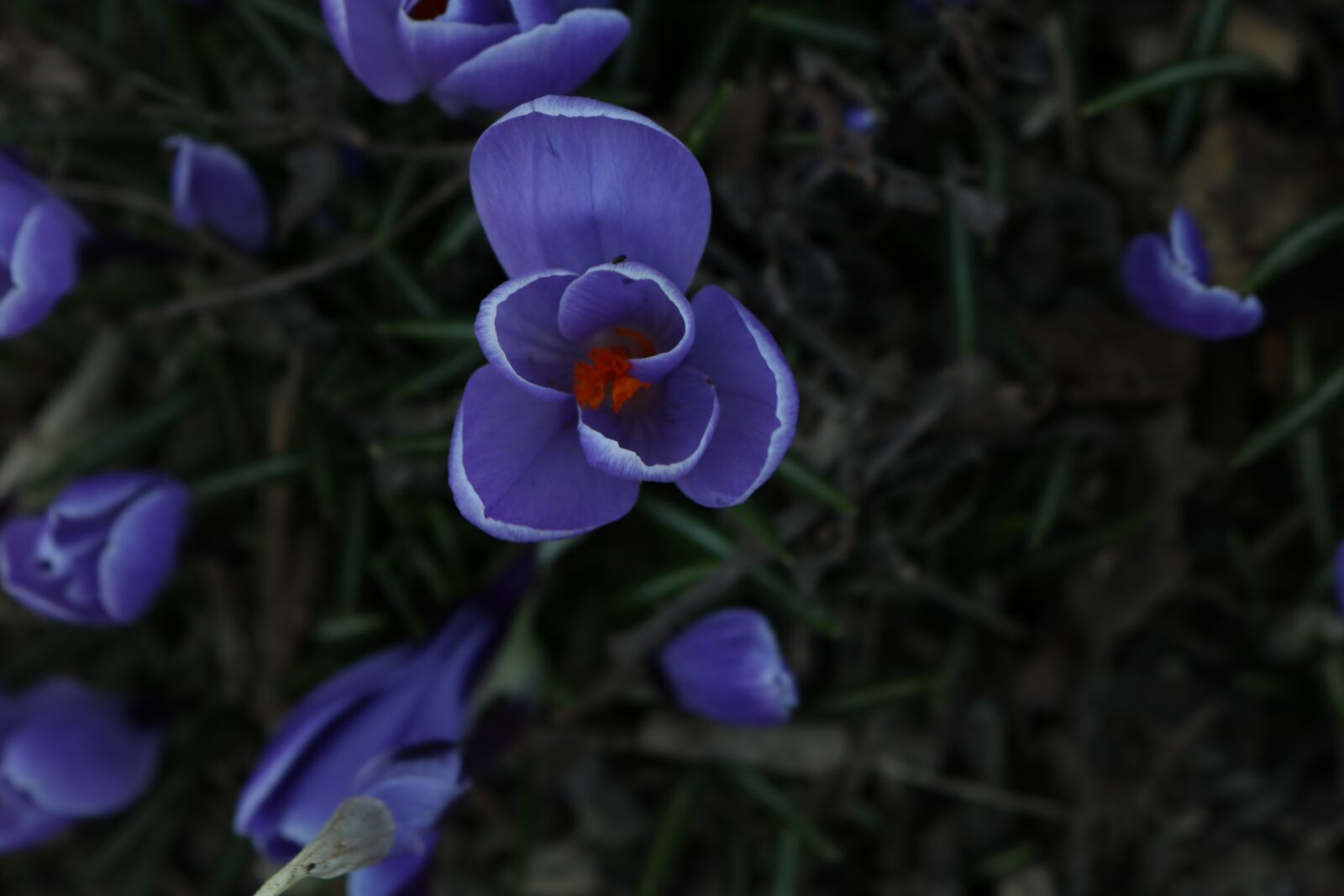 Canon EOS 750D (EOS Rebel T6i / EOS Kiss X8i) sample photo. Flower, nature, plant photography