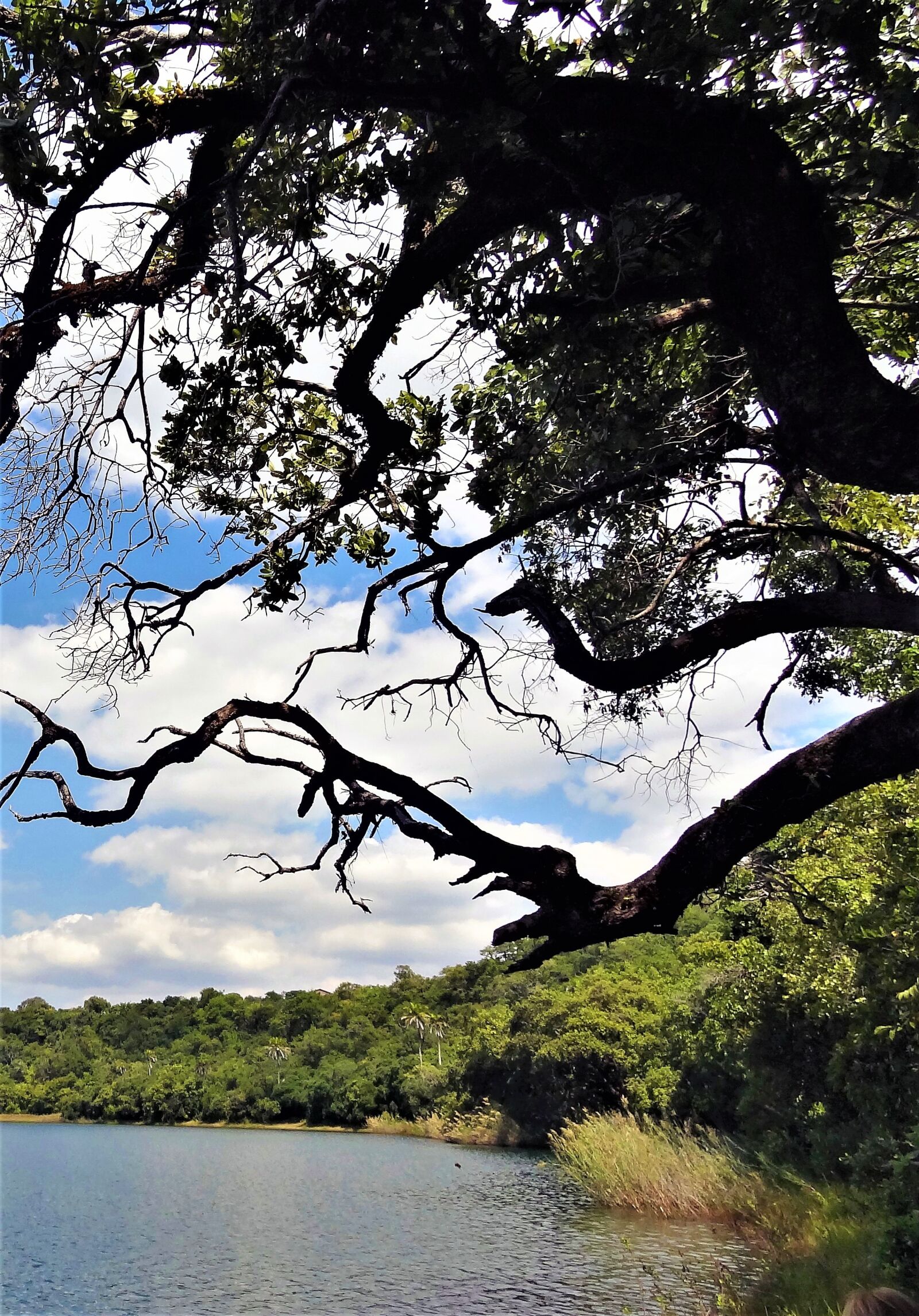 Sony Cyber-shot DSC-HX9V sample photo. Bank, tree, landscape photography