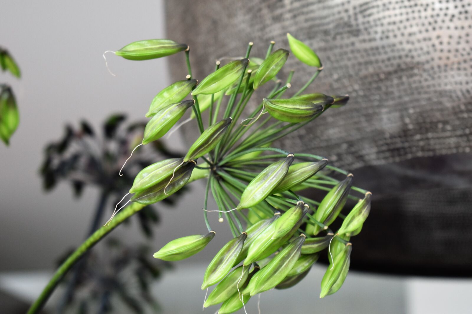 Nikon D5500 sample photo. Agapanthus, plant, flower photography