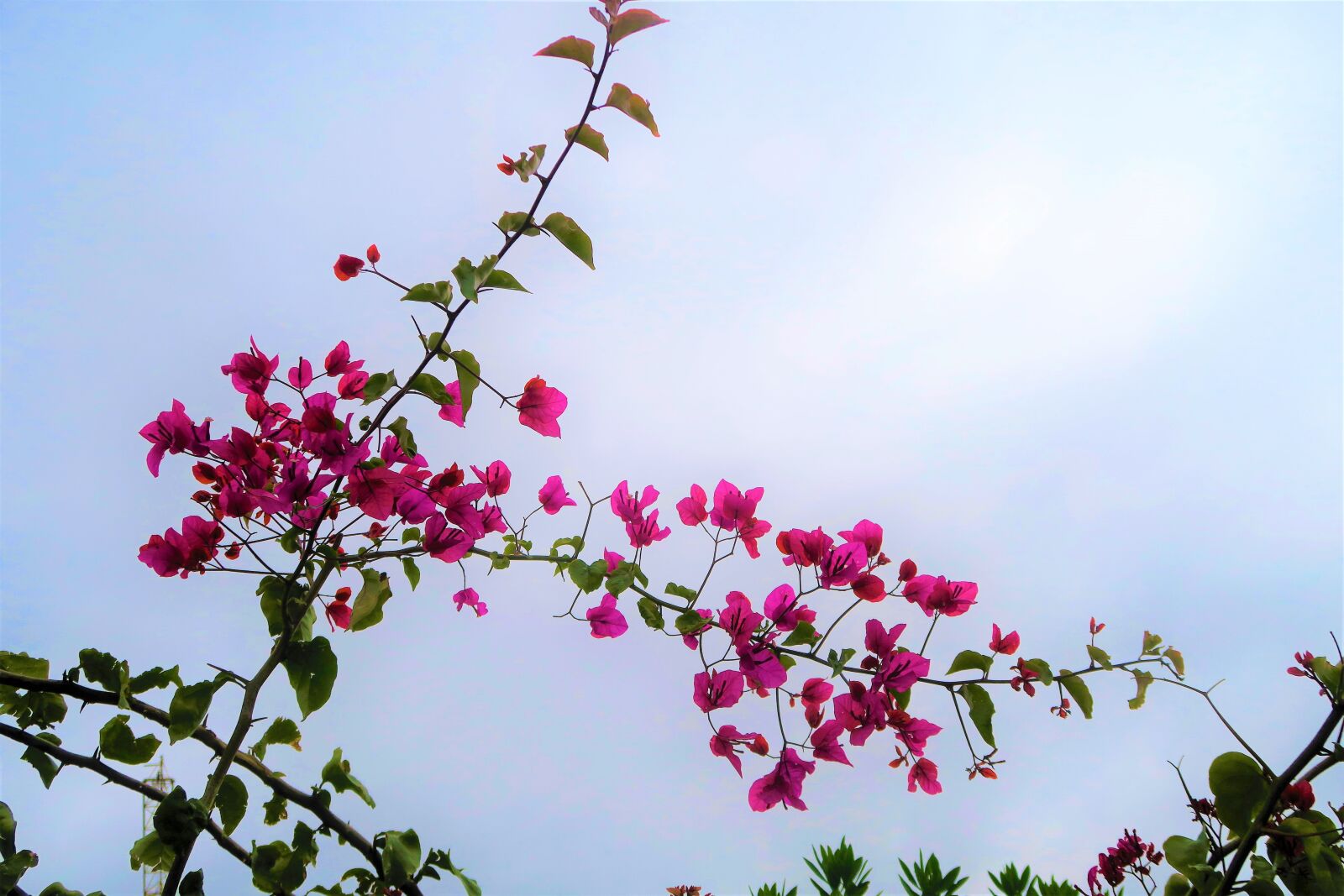Canon PowerShot G7 X sample photo. Flower, pink, flowers photography