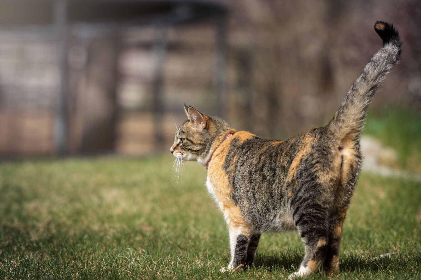 Nikon D7200 sample photo. Cat, kitty, animal photography