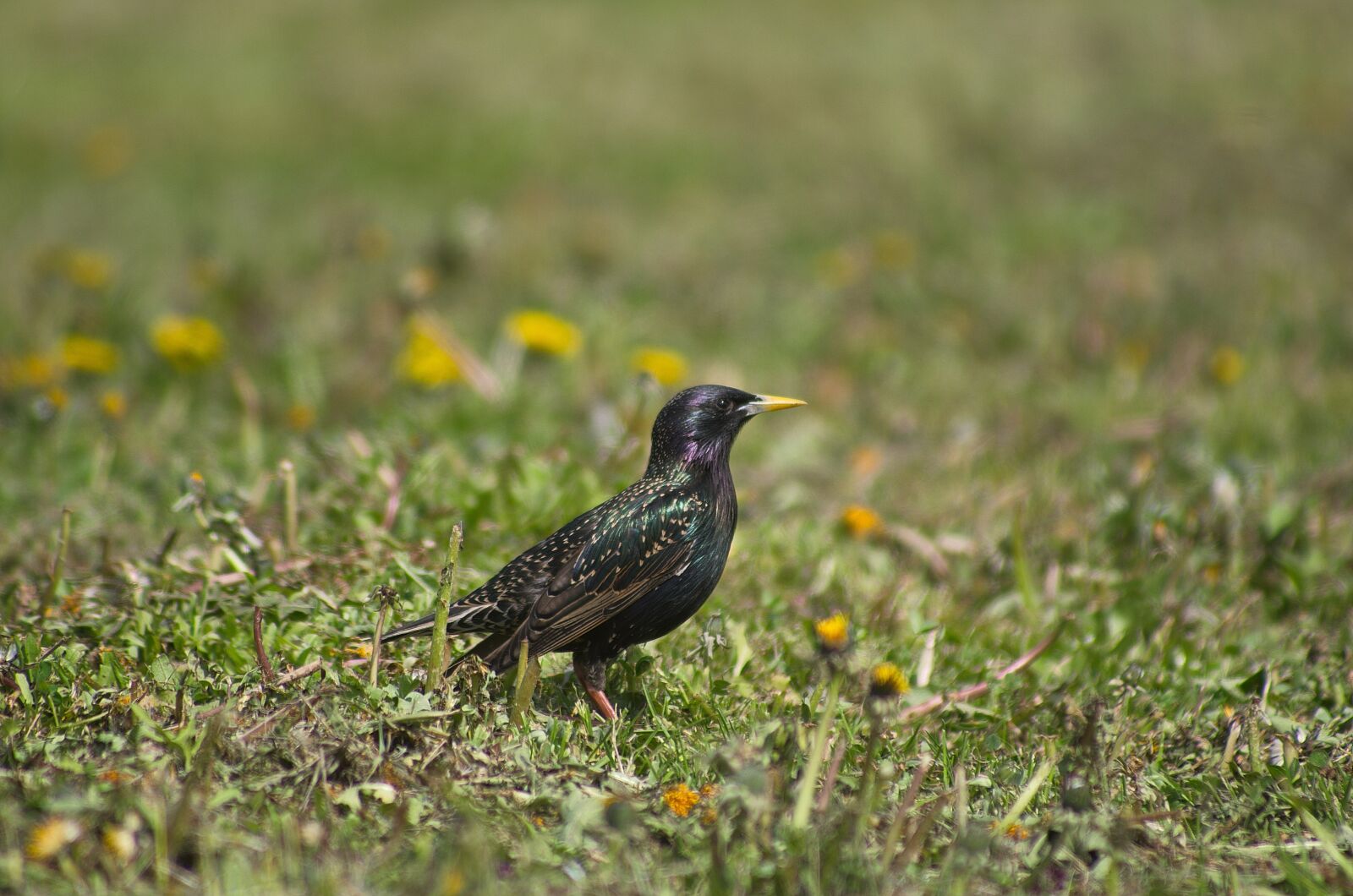 Pentax K-50 sample photo. Bird, starling, nature photography